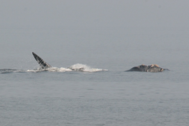 Ein Wal vor der Bucht von La Paloma